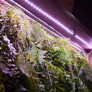 фитокомплект Uniel ULS-P - полный спектр - пример использования